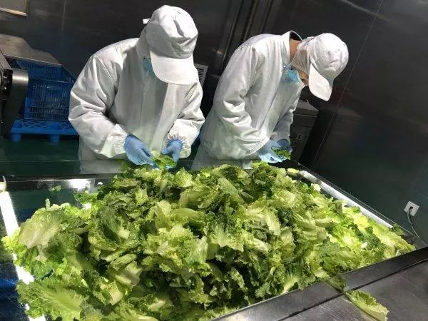 振興動態(tài) | 新品種引領餐桌革命，萬科農業(yè)以即食蔬菜打開市場新藍海
